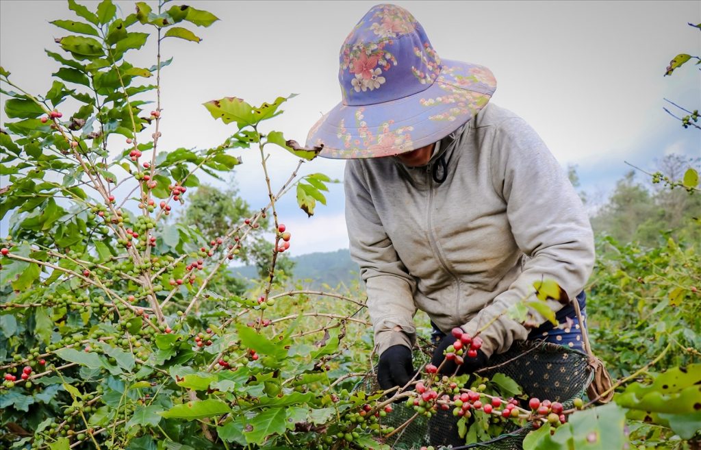 Tỉnh Quảng Trị đang xây dựng kế hoạch tái canh cây cà phê chè ở Hướng Hóa