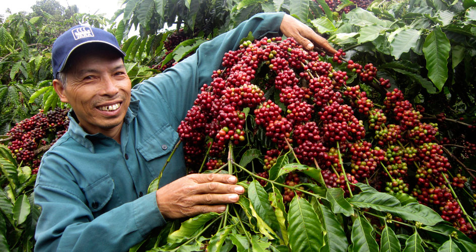Kế hoạch phát triển cây cà phê chè tại Quảng Trại